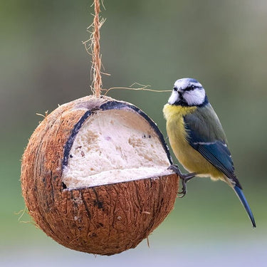 Suet To Go - Whole Coconuts, 12pcs Box